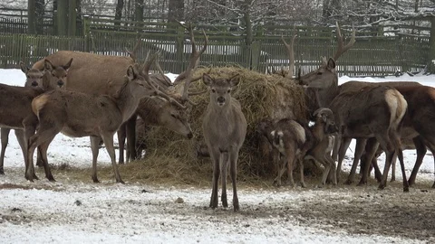 A large herd of European red deer and fallow deer  in winter. Stock Footage 86418656