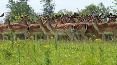 Large herd of fallow deer with albino leader grazing in meadow Stock Footage 338236896