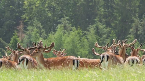 Large herd of fallow deer bucks running in a sunny green field Stock Footage 338236798