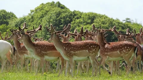 Large herd of fallow deer bucks standing in a green meadow Stock Footage 338236880
