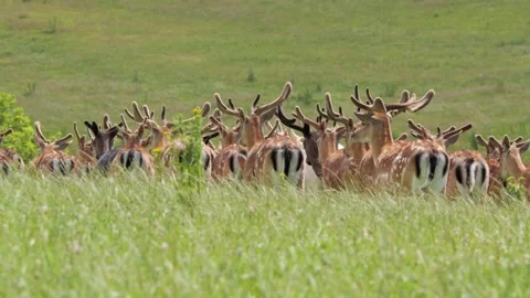 Large herd of fallow deer grazing in a green meadow Stock Footage 338231797
