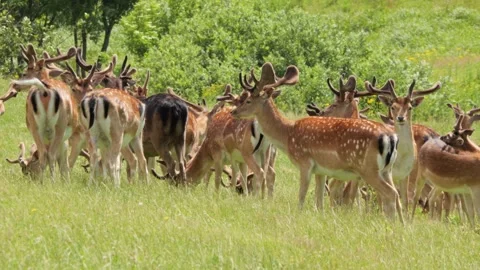 Large herd of fallow deer grazing in green meadow Stock-Footage 338232317