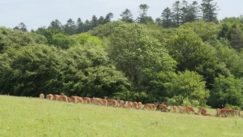 Large herd of fallow deer grazing on a green hillside Stock-Footage 338232601