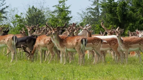 Large herd of fallow deer grazing peacefully in a sunny meadow Video stock 338233946