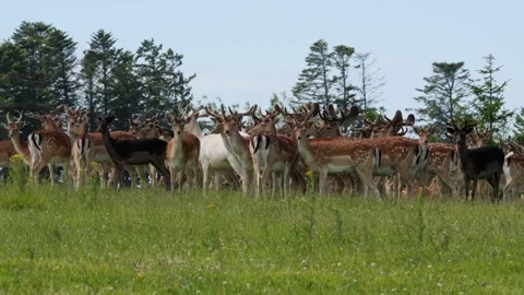 Large herd of fallow deer grazing on a green meadow Stock Footage 338234377