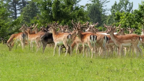 Large herd of fallow deer grazing in green meadow 스톡 동영상 338237400