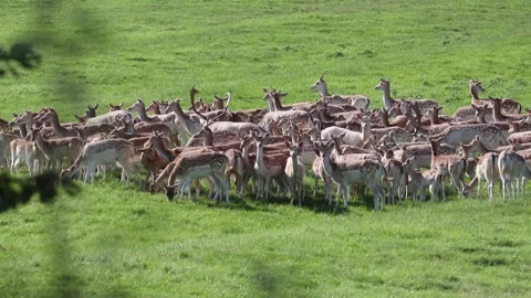 Large herd of fallow deer roaming free Stock-Footage 139207374