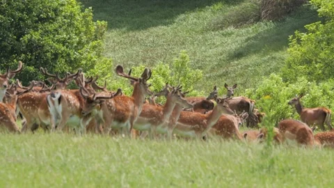Large herd of fallow deer running through a sunny meadow Stock Footage 338232082