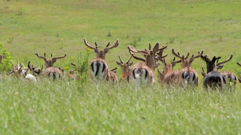 Large herd of fallow deer running through green pasture Stock Footage 338232086