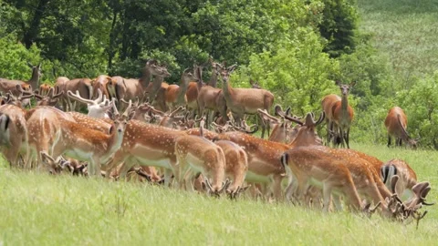 Large herd of fallow deer running in a meadow Stock Footage 338232224