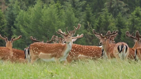 Large herd of fallow deer running in a green meadow Video stock 338237651