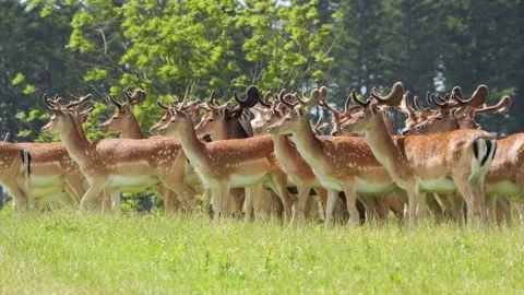 Large herd of fallow deer stags in green meadow Stock Footage 338234152