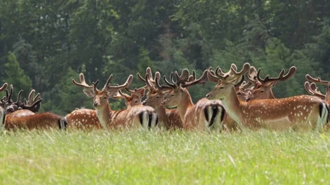 Large herd of fallow deer stags in green field Video stock 338236988