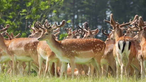 Large herd of fallow deer standing in a green meadow Stock Footage 338233951
