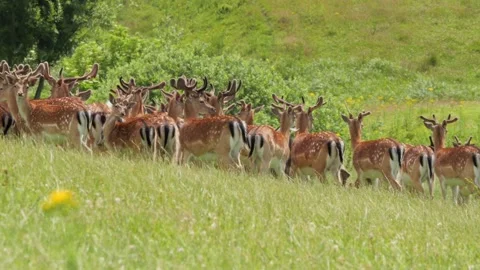 Large herd of fallow deer walking in a row Stock-Footage 338232334