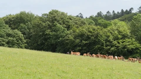 Large herd of fallow deer walking in a beautiful green meadow Stock-Footage 338232456