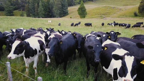 A large herd of farm cattle Stock Footage 113737552