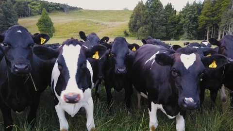 A large herd of farm cattle Stock Footage 113737566