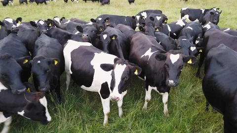 A large herd of farm cattle Stock Footage 113737642