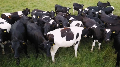 A large herd of farm cattle Stock Footage 113737657