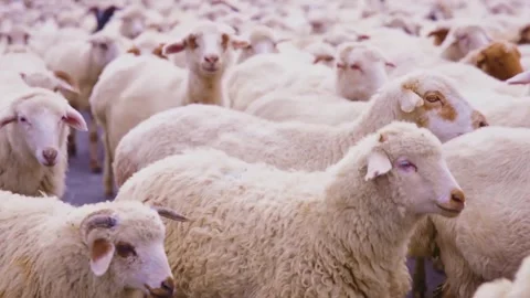 Large Herd of Fluffy White Sheep in a Rural Farm Setting, Moving to Farm Stockbeeldmateriaal 334091707