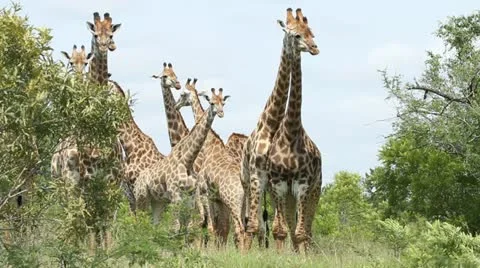 Large herd of giraffes Stock Footage 20471807