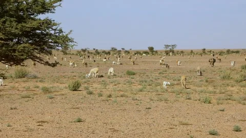 Large Herd Goats Sheep Camels Grazing Vast Desert Plain Morocco Stock Footage 334789157