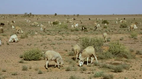 Large Herd Goats Sheep Camels Grazing Vast Desert Plain Morocco Stock Footage 334816865