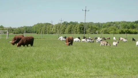 A large herd of goats, sheeps and Highland cows graze on a pasture. Stock Footage 281352471