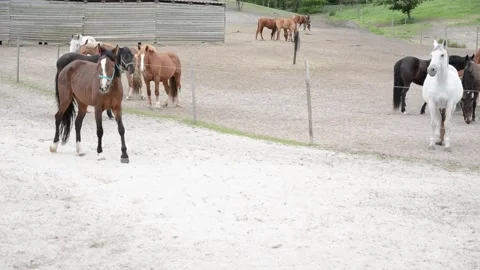 A large herd of horses with different coat colors Видео 341690256