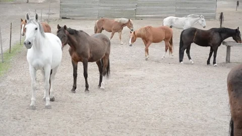 A large herd of horses with different coat colors Video stock 341690265