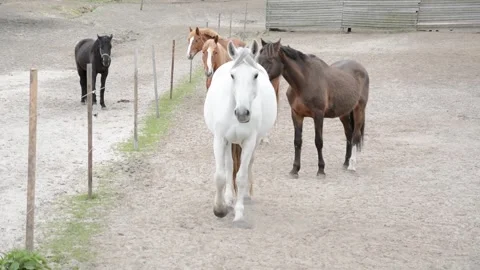 A large herd of horses with different coat colors Vídeo Stock 341690266