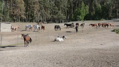 A large herd of horses with different coat colors stands and moves Video stock 341695022