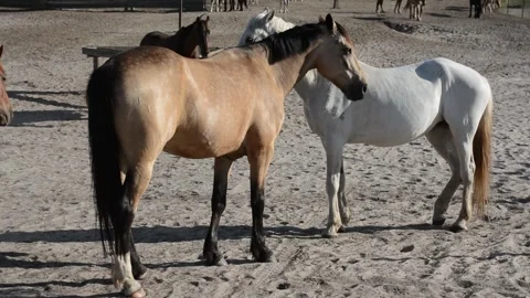 A large herd of horses with different coat colors stands and moves Vídeo Stock 341695032