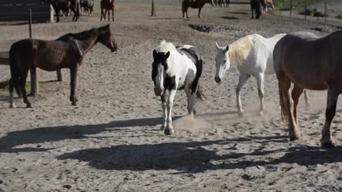 A large herd of horses with different coat colors stands and moves Video stock 341695038