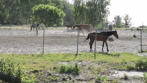 A large herd of horses with different coat colors stands and moves Vídeo Stock 341771979