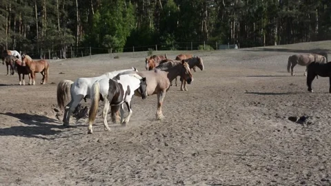 A large herd of horses with different coat colors stands and moves Video stock 341771983
