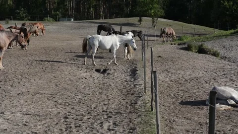 A large herd of horses with different coat colors stands and moves Video stock 341771985