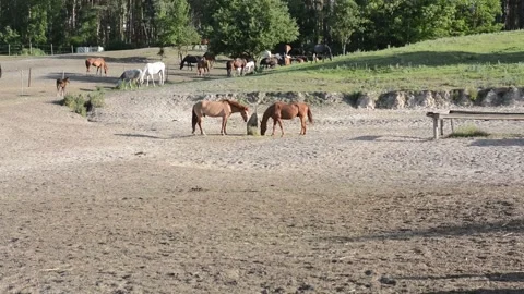A large herd of horses with different coat colors stands and moves 스톡 동영상 341772007
