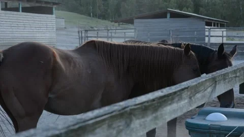 A large herd of horses with different coat colors stands and moves Stock Footage 341787818