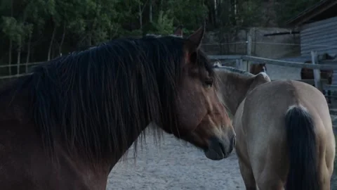 A large herd of horses with different coat colors stands and moves Video stock 341787819