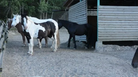A large herd of horses with different coat colors stands and moves 動画素材 341787822