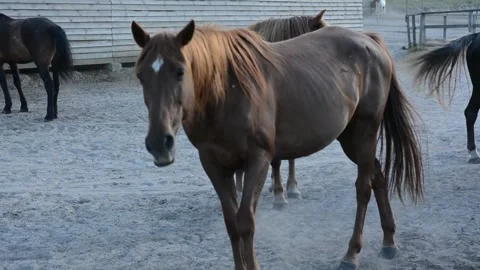 A large herd of horses with different coat colors stands and moves Video stock 341793566