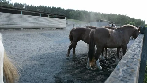 A large herd of horses with different coat colors stands and moves 스톡 동영상 341793583