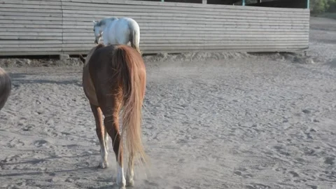 A large herd of horses with different coat colors stands and moves Video stock 341793600