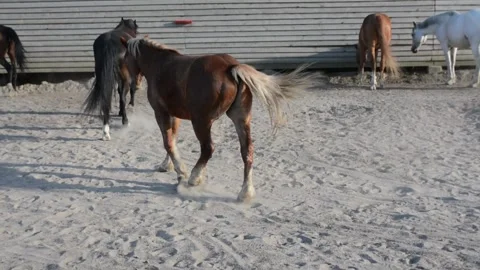 A large herd of horses with different coat colors stands and moves Stock-Footage 341793616