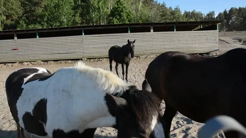 A large herd of horses with different coat colors stands and moves Stock-Footage 341793683