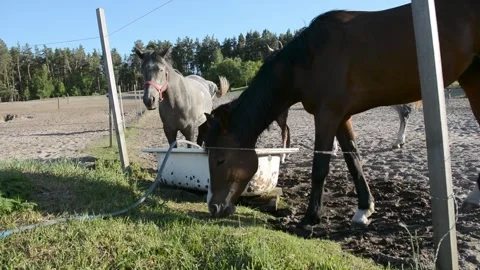 A large herd of horses with different coat colors stands and moves Video stock 341793730