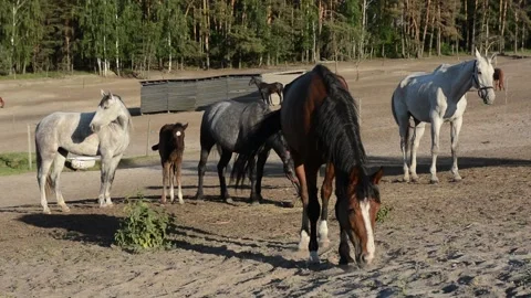 A large herd of horses with different coat colors stands and moves Video stock 341793761