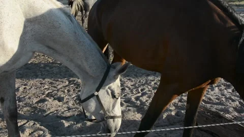 A large herd of horses with different coat colors stands and moves 스톡 동영상 341801410